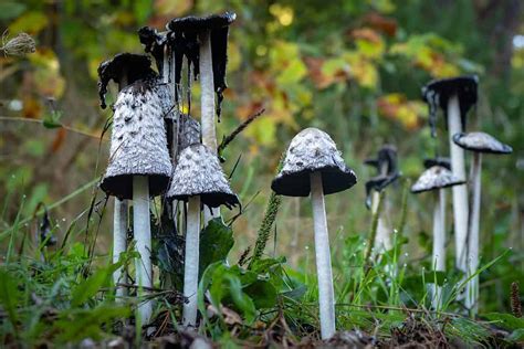 For more pictures like this, follow this board or follow me billiewebsterillustration. . Inky cap mushroom symbolism